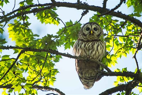 The Barred Owls Are Back Stephen L Tabone Nature Photography