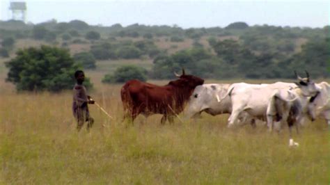 A Babe Herding Cows In Africa YouTube