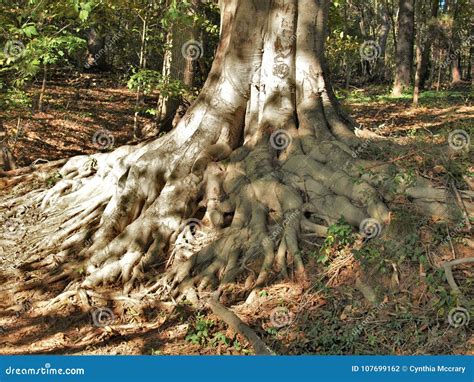 Massive Tree Roots Growing Above Ground Stock Photo Image Of Plants
