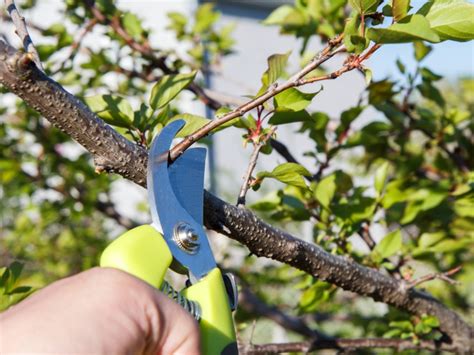 Kentucky Home Gardens Pruning Fruit Trees