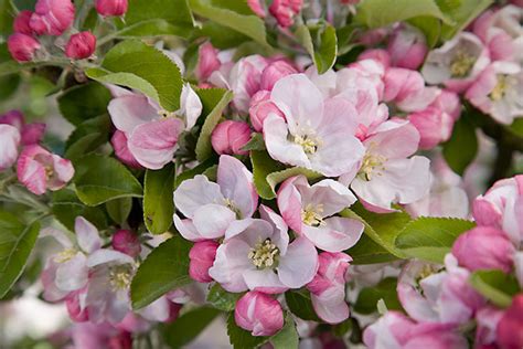 Flowering apple trees bring the hillsides to life in. 25 Beautiful Flowers Names, Image 2020 - Round Pulse
