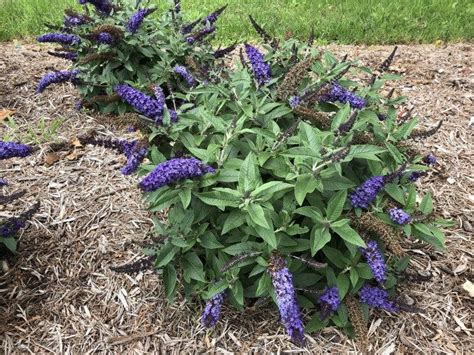 Overview Uses Perennial Cold Hardy Compact Shrub Perfect For
