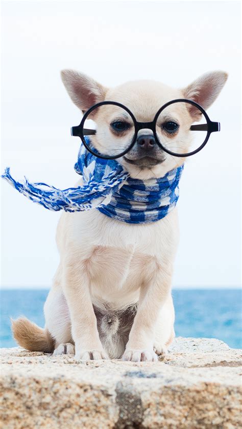 Picture Chihuahua Scarf Funny Glasses Animals 1080x1920