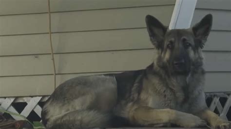Real Life Lassie Dog Leads New Hampshire Police To Her Injured Owner