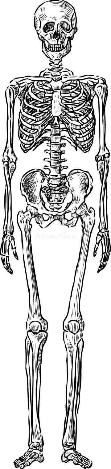 Human Skeleton Drawing Stock Illustrations 14387 Human Skeleton
