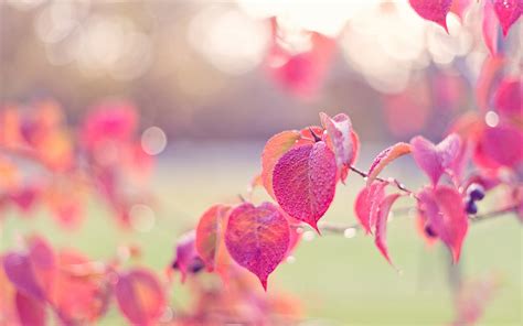Wallpaper Pink Leaves Autumn Dew 1920x1200 Hd Picture Image