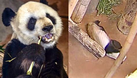 Heartbreaking News As Beloved Panda Lele Has Passed Away After