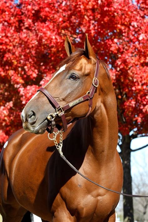 Chestnuts In The Fall ‘life At Ten Being Gorgeous Horses Chestnut