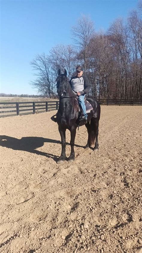 Beauty Friesian Mare For Sale