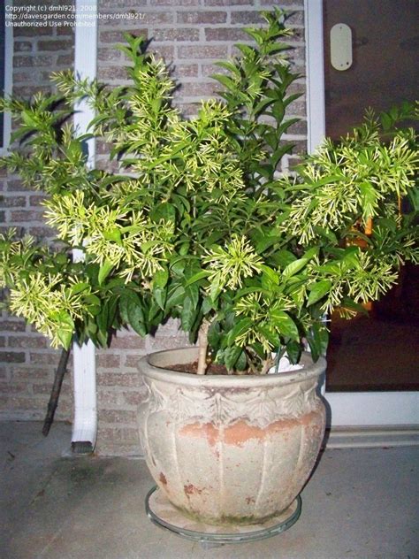Jasmine women is an effort dedicated to all mothers, as its opening credits assert. PlantFiles Pictures: Cestrum Species, Night Blooming ...