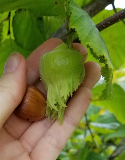 What Hazelnuts Look Like On Trees R Damnthatsinteresting