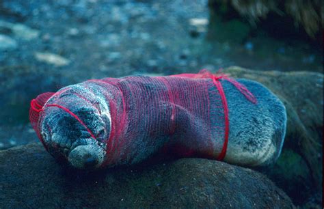 The Effects Of Plastic Bags On Environment Iucn Water