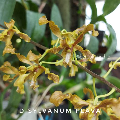 Jual Dendrobium Sylvanum Flava Anggrek Dendrobium Kota Semarang
