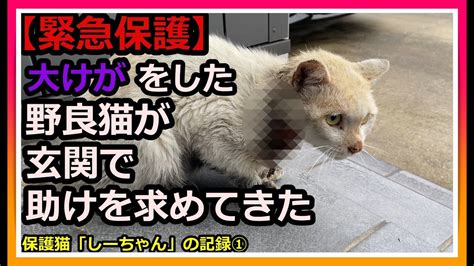 【閲覧注意】大けがをした猫です。傷口の映像もありますので、苦手な方はご注意ください。きれいな白猫だった「しーちゃん」が大けがを負って家の玄関前