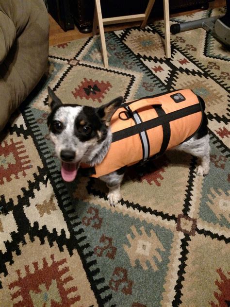 Check out our puppy finder! My Charlie's (cowboy corgi)ready to go to the lake ...