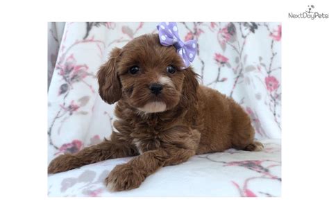 We believe these breeds to be great companions for any owner, with each having recherche cavs is a high quality cavalier king charles spaniel, cavapoo and cavachon trainer and breeder. Mini: Cavapoo puppy for sale near Lakeland, Florida ...