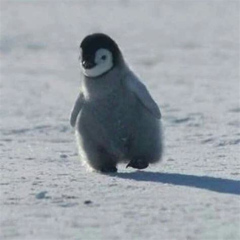 Pin On I Am A Pinguin Too