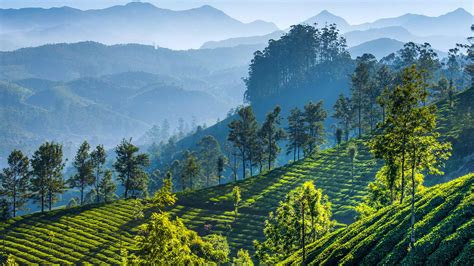 Tea Plantations In The Mountains Of Munnar In Kerala India Bing