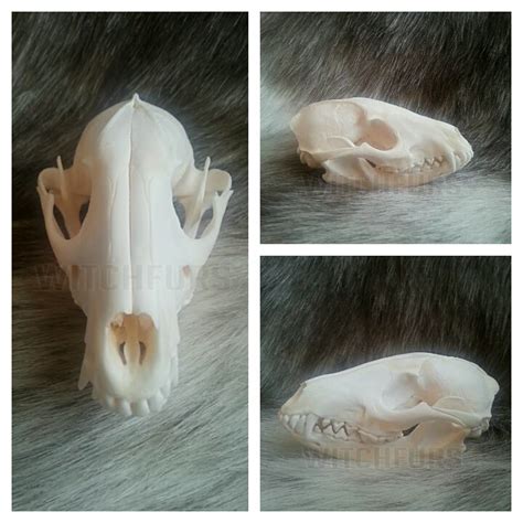 Raccoon Dog Skull 1 By Witchfurs On Deviantart