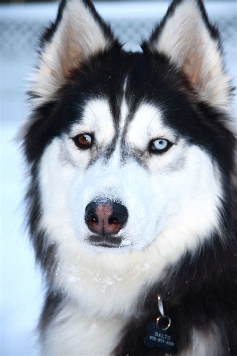 Alaskan Malamute Blue Eyed White Husky Puppy Pets Lovers