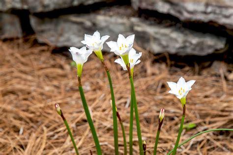 How To Grow And Care For Rain Lilies