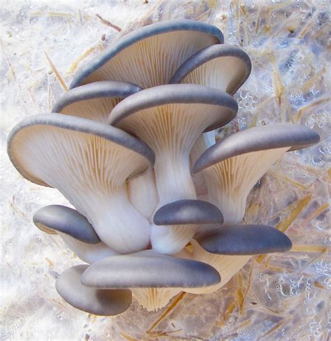 Blue Oysters Mushroom Florissa Flowers Roses Fruits And