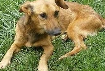 Trozo de carne flaca, que casi no tiene más que pellejo; Pequeña parábola de "Chindo" perro de ciego. - Paperblog