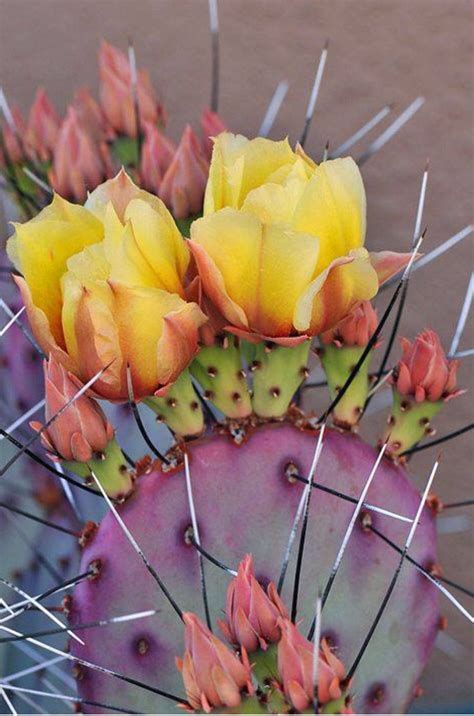 The pads, flowers and fruit of most varieties are edible after careful cleaning. Cactus Aesthetic 13 - decoratoo