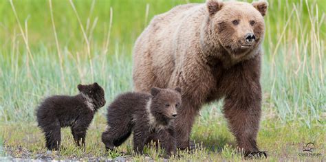 Female Kodiak Bear Runs The Gauntlet The World Of Animals