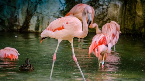 Flamingos In Africa Visit Africa