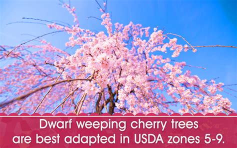 The classic weeping cherry blossom tree this beautiful plant is a stunning example of the way the seasons change deciduous trees. Dwarf Weeping Cherry Tree - Gardenerdy