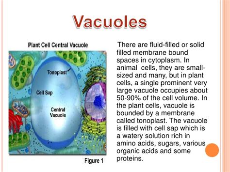 Parts of an animal cell vacuole. Cell
