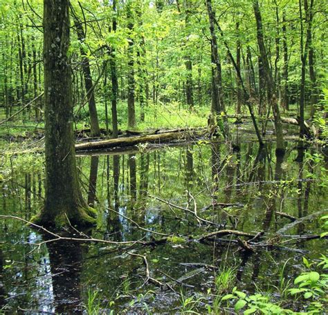 The Buttonbush Swamp At Blacklick Woods Metro Park By Beverly Ratliff