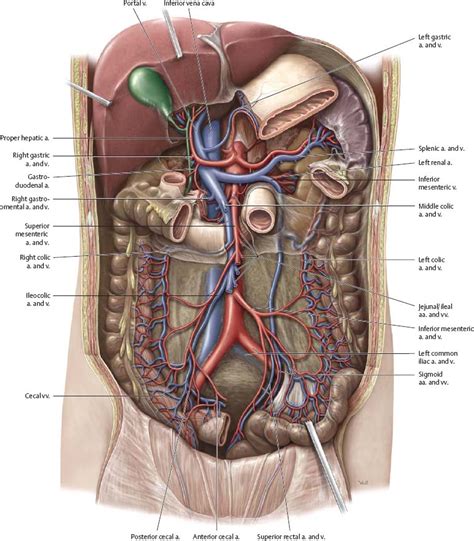 Arteries Veins Atlas Of Anatomy