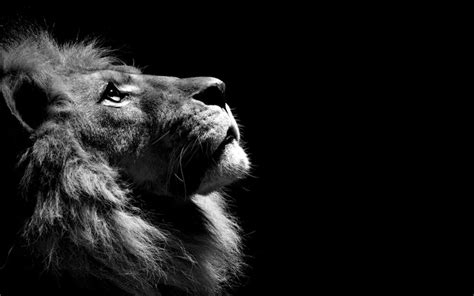 3840x2371 3840x2371 Lion 4k Macbook Wallpapers Hd Coolwallpapersme
