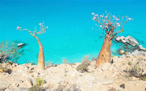 Travel To Socotra Island Guide Best Of 2023 Socotra Yemen
