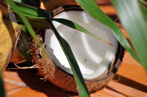 High Resolution Photo Of Food Photo Of Coconut Nature Imagebankbiz