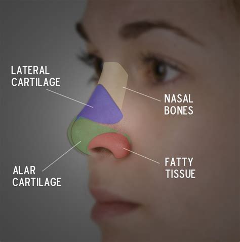 Structure Of Nose Face Anatomy Nose Movies Movie Posters Films