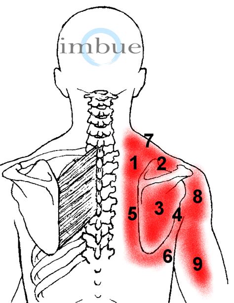 Pain Below Right Shoulder Blade And Neck