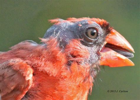 Nature In Verse Bald Male Northern Cardinal