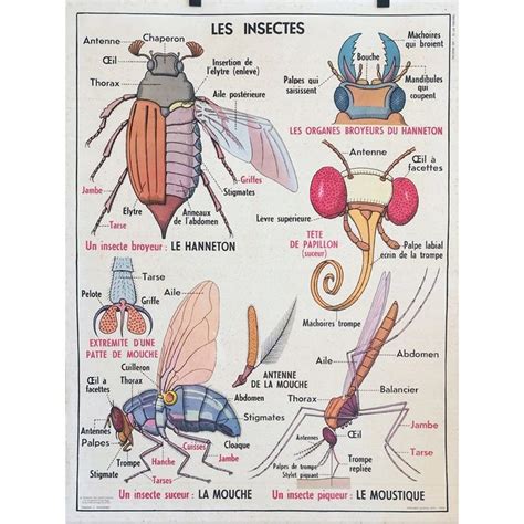 Affiche Scolaire Mdi Les Insectes Affiches Scolaires Ecole Francaise Affiche Scientifique