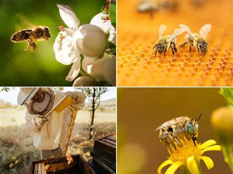 dia mundial de las abejas cuándo es el origen y cuál es su importancia