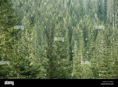 Healthy Green Coniferous Forest With Old Spruce Fir And Pine Trees In