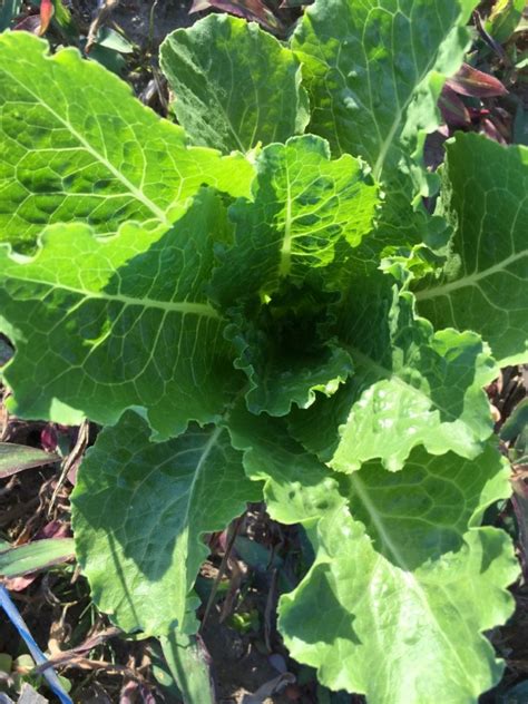 Lettuce ‘crisp Mint Aka ‘erthel Seeds Certified Organic Garden