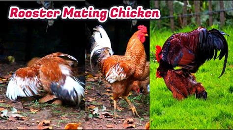 rooster love hen indian rooster roosters and chicken close up love moment youtube