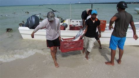 La Pesca En 2020 Dejó En Yucatán Una Derrama Económica Por Casi 500