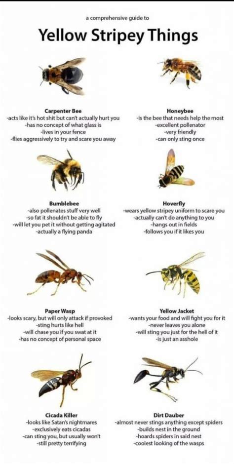 Wasps Yellow Jackets And Bee Ids Sundown Farms