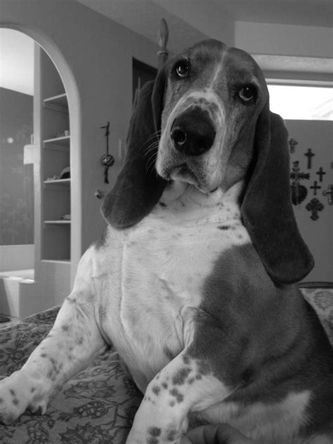 Our King Of The Bed Basset Hound Bassett Hound Hound Dog Elvis