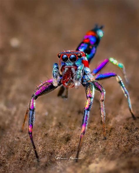 🔥 A Pretty Colourful Closeup Of A Jumping Spider Rnatureisfuckinglit