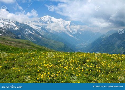The Field Of Yellow Flowers In French Alps Stock Image Image Of